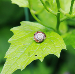 Makro - Schnecke - Natur 