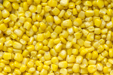 Зерна кукурузы крупным планом