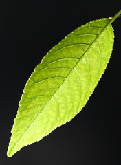 leaves on a black background. close