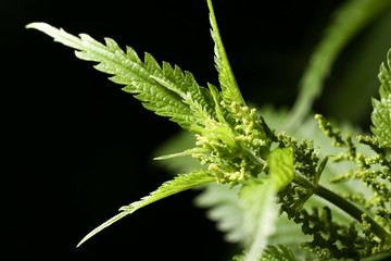nettle leaves on a black background. close
