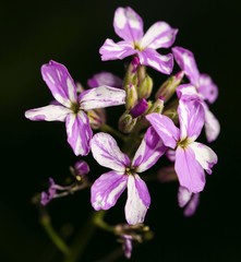 purple flower on a black background. close