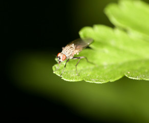 fly on a green leaf. close