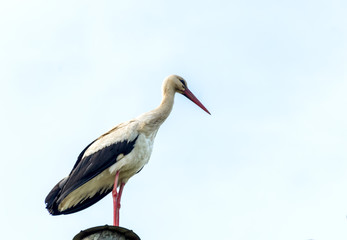 Stork on blue sky background