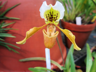 one beutiful orchid white and yellow