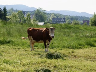 brown cow on pasture in a village