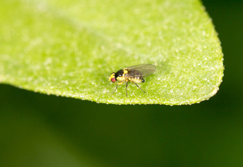fly on a green leaf. close