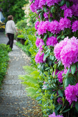 Rhododendron und Frau am Weg 