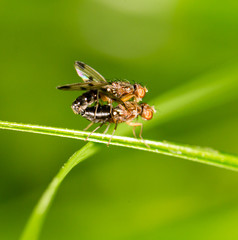 Flies making love. close