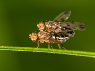 Flies making love. close