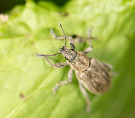 a beetle on a green leaf. close