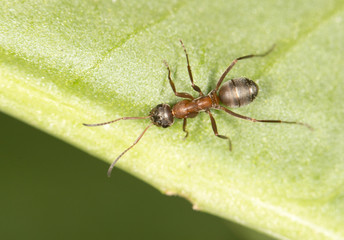 Ant on a green leaf. close