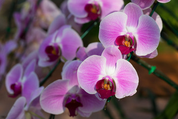 Fototapeta na wymiar beautiful pink orchid flower in garden