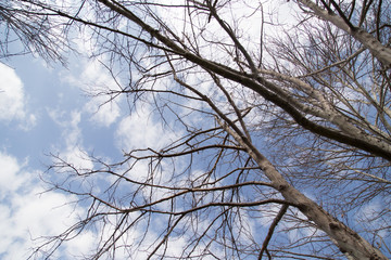 bare tree branches against the blue sky