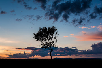 Fototapeta na wymiar Sunset tree. Sunset with Cloudy Sky and Silhouette of Tree.