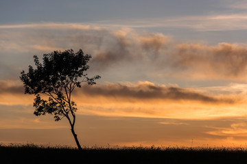 Tree in sunset background. Sunset with Cloudy Sky and Silhouette of Tree.