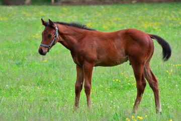 brown horse foal on pasture