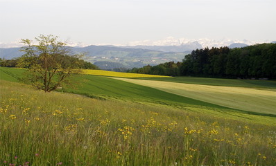 Knonauer Amt, ländliche Gegend - Aeugst
