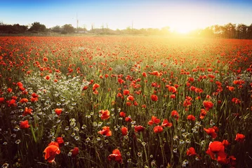 Rolgordijnen Summer poppy field © Creaturart