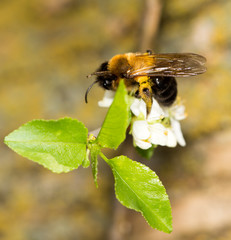 bee on a white flower in nature. close-up