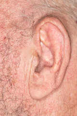 Fototapeta premium the old man's ear