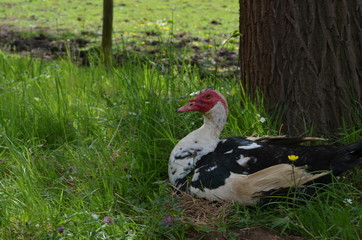 Muscovy duck sitting under a tree