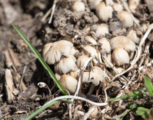 toadstool mushrooms nature spring