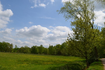 Fototapeta na wymiar Green meadow with short grass lined by trees in Flanders