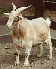 beige goat 