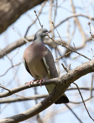 dove on the tree in nature