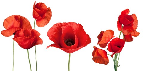 Obraz premium Poppy, Flower, Red.