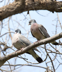 two doves in love on the tree in nature