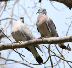 two doves in love on the tree in nature
