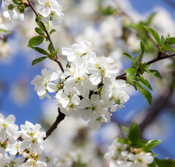 white flowers on a tree against the blue sky