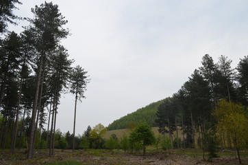 Conifer forest next to a spoil tip