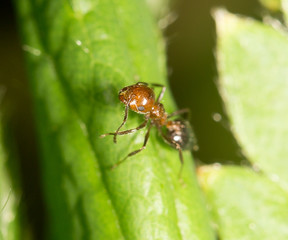 ant on green leaf in nature. close-up