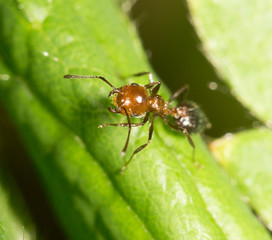 ant on green leaf in nature. close-up