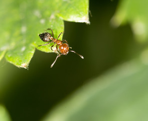 ant on green leaf in nature. close-up