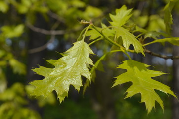 Young leaves of American oak