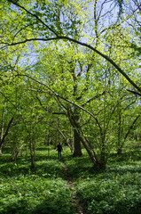 Spring in the deciduous forest