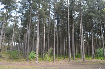 Fototapeta premium Pine trees in a dry conifer forest