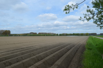 Fototapeta na wymiar field ploughed with ledges for planting potatoes