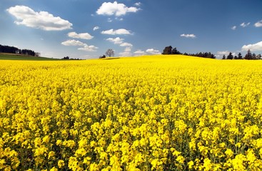 Obraz premium view of flowering field of rapeseed