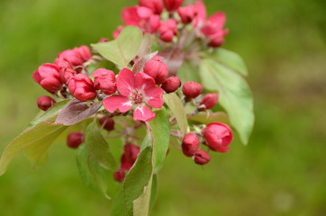 цветы пурпурной яблони