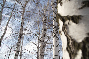 Fototapeta premium birch trunk in nature