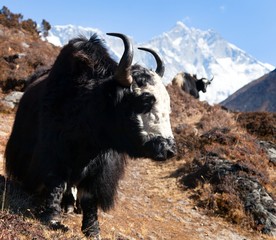 Yak on the way to Everest base camp and mount Lhotse