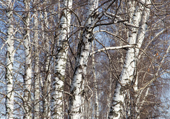 birch trunk in nature