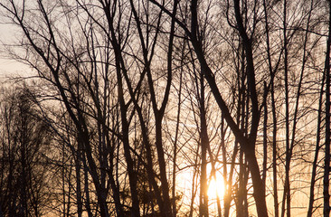 Obraz premium bare tree branches at dawn sun