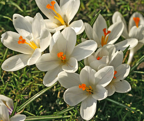 Obraz premium Weiße Krokusblüten