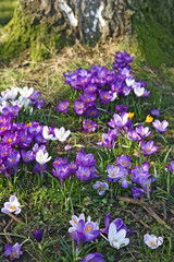 Krokusse auf der Wiese