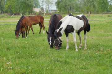 Obraz na płótnie Canvas Horses on a farm in a spring meadow